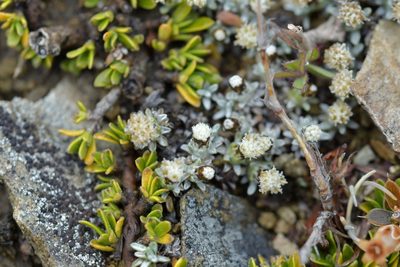 Raoulia beauverdii, photographed by Christopher Stephens