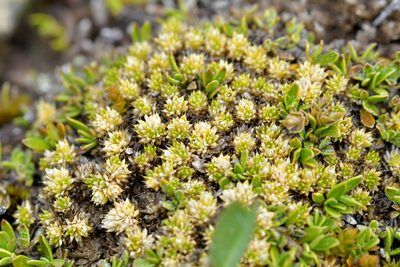 Colobanthus brevisepalus, photographed by Christopher Stephens
