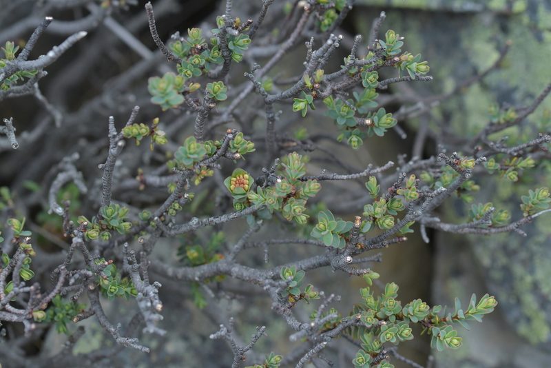 Pimelea traversii, photographed by Christopher Stephens