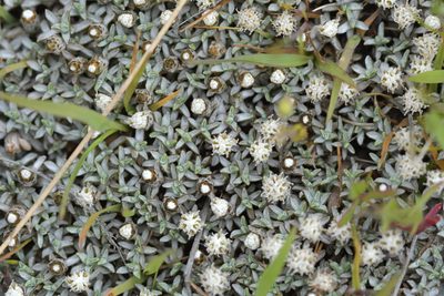 Raoulia beauverdii, photographed by Christopher Stephens