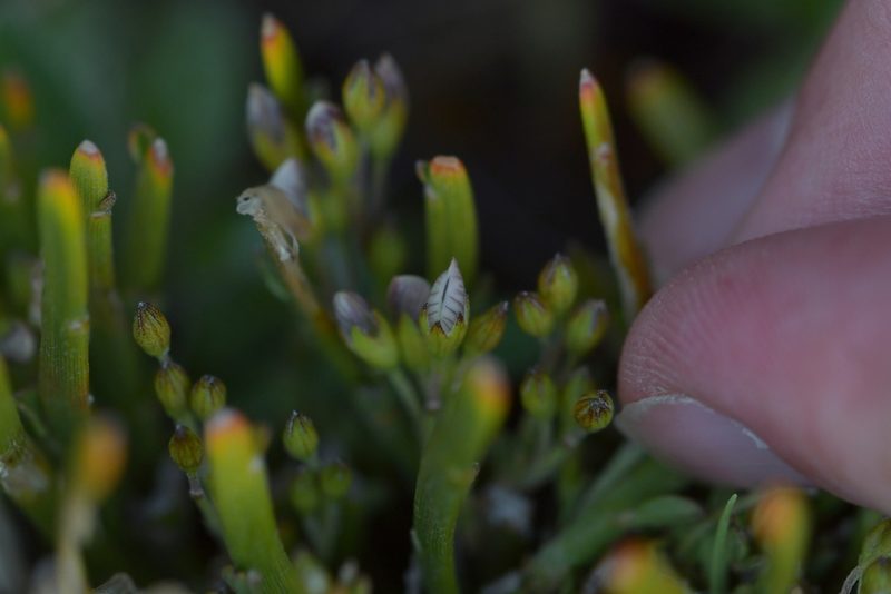 Carmichaelia vexillata, photographed by Christopher Stephens