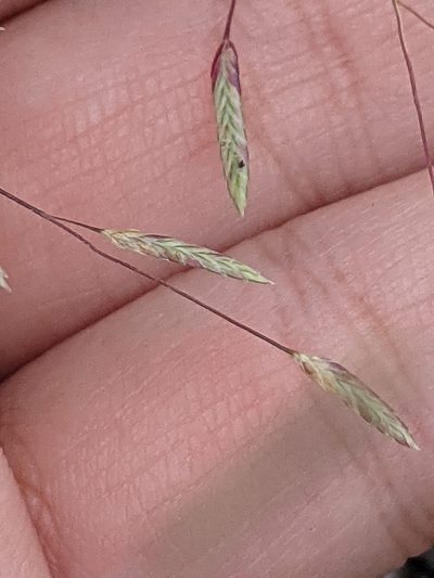 Eragrostis elliottii, photographed by Alison Northup