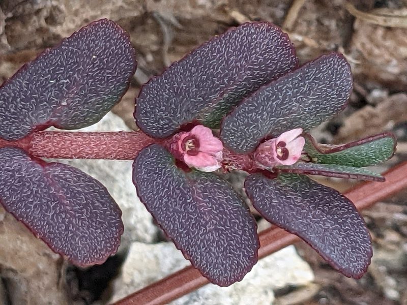 Euphorbia pergamena, photographed by Alison Northup