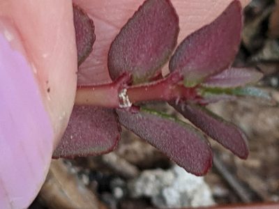 Euphorbia pergamena, photographed by Alison Northup