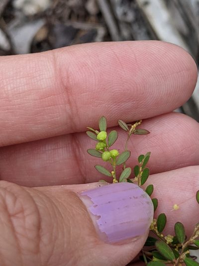 Phyllanthus pentaphyllus, photographed by Alison Northup