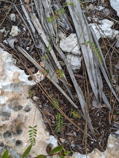 Phyllanthus pentaphyllus, photographed by Alison Northup
