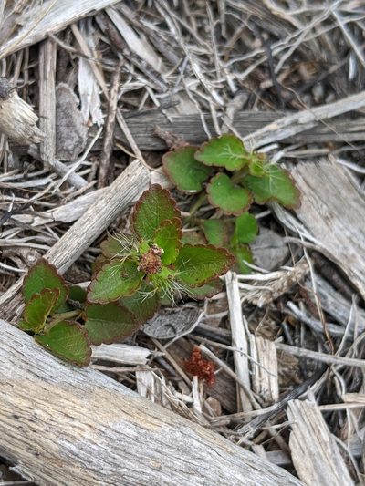 Acalypha chamaedrifolia, photographed by Alison Northup