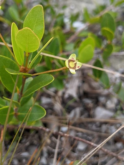 Mosiera longipes, photographed by Alison Northup
