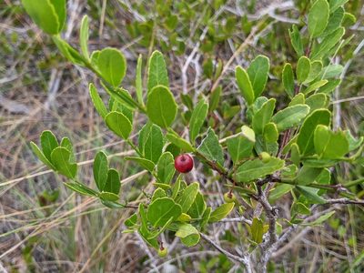 Crossopetalum rhacoma