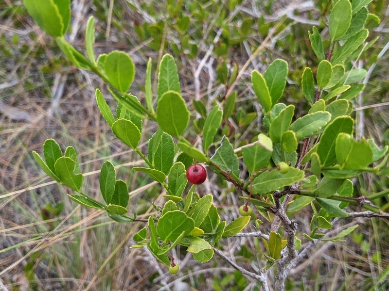 Crossopetalum rhacoma, photographed by Alison Northup