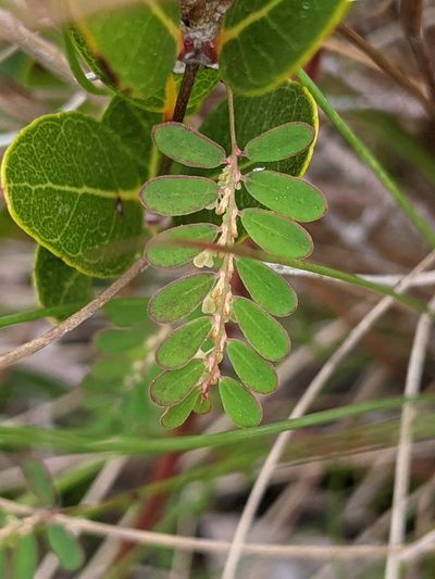 Phyllanthus pentaphyllus, photographed by Alison Northup