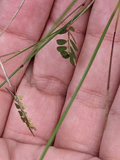 Phyllanthus pentaphyllus, photographed by Alison Northup