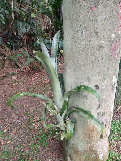 Aechmea bromeliifolia, photographed by Bruno Henrique Aranda