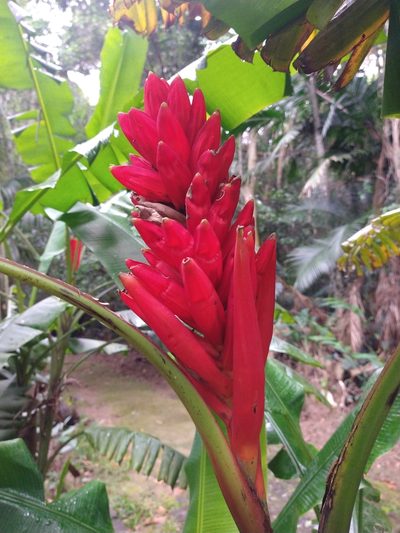Musa coccinea, photographed by Bruno Henrique Aranda