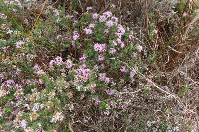 Agathosma ciliaris, photographed by Diana Studer