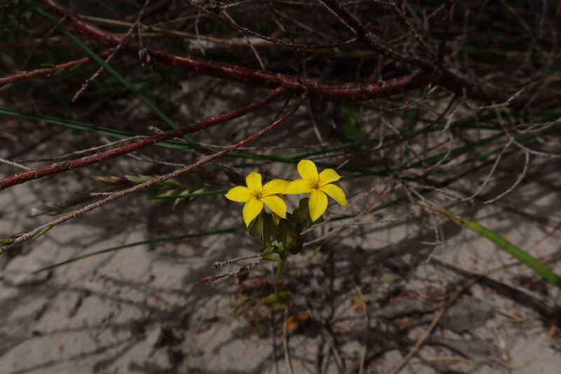 Sebaea exacoides, photographed by Diana Studer
