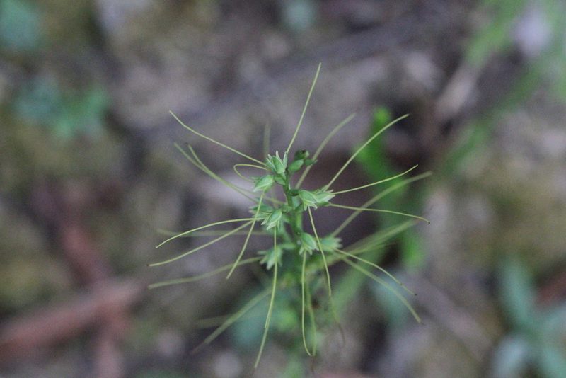 Peristylus tentaculatus, photographed by Agnes Trekker
