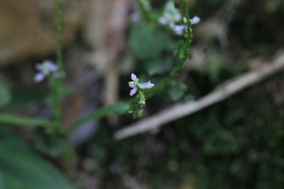 Salomonia cantoniensis, photographed by Agnes Trekker