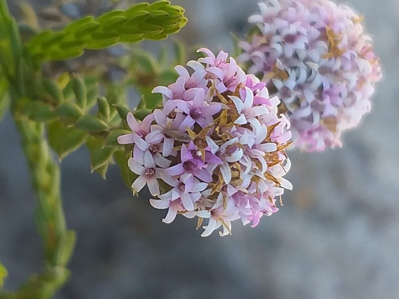 Stoebe cyathuloides, photographed by kevin koen