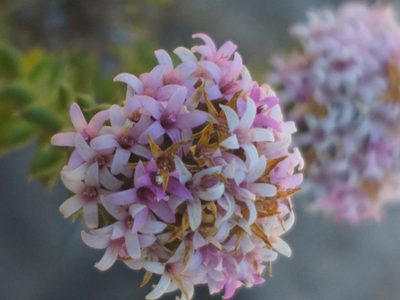 Stoebe cyathuloides, photographed by kevin koen