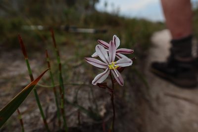 Tenicroa exuviata, photographed by Diana Studer