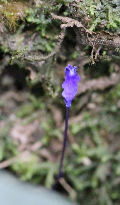 Burmannia wallichii, photographed by Agnes Trekker