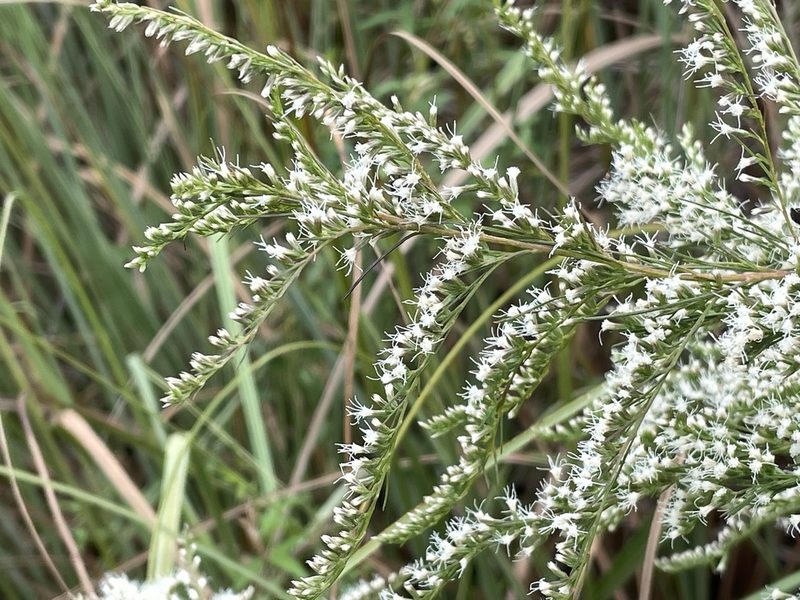 Eupatorium leptophyllum, photographed by Pete Grannis
