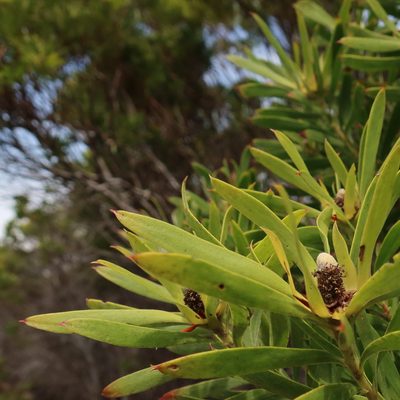 Leucadendron coniferum, photographed by Diana Studer