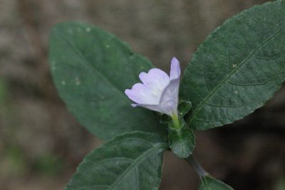 Strobilanthes tetrasperma, photographed by Agnes Trekker
