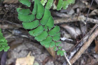Adiantum philippense, photographed by Agnes Trekker