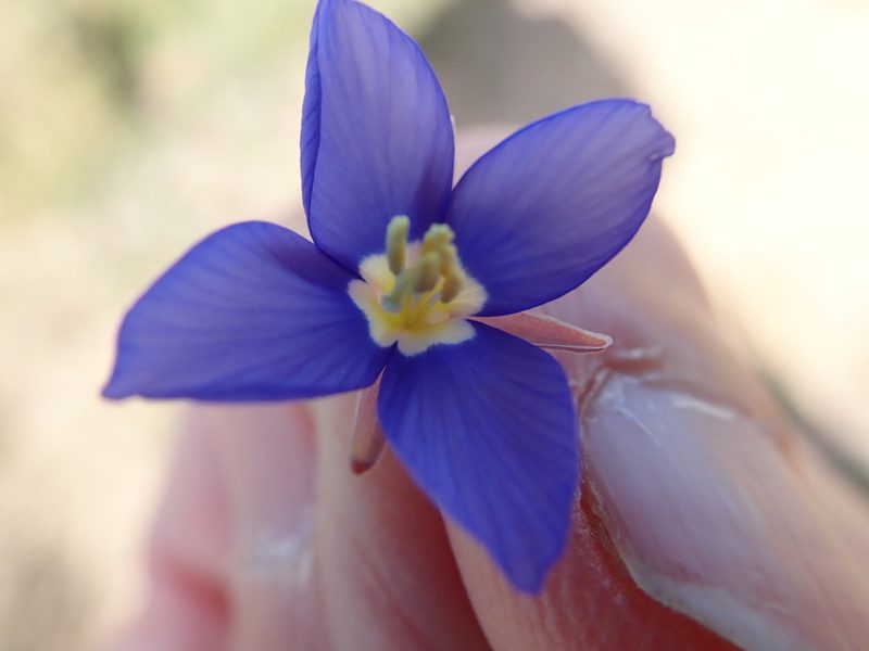 Heliophila schulzii, photographed by Peter Warren