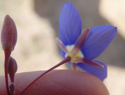 Heliophila schulzii, photographed by Peter Warren