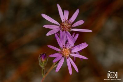 Symphyotrichum concolor, photographed by Lyn Roueche