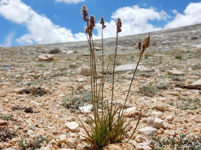 Luzula orestera, photographed by Matt Lavin