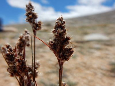 Luzula orestera, photographed by Matt Lavin