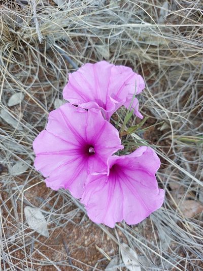 Ipomoea bolusiana, photographed by Manuel R Popp