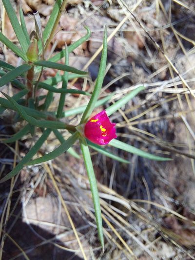 Portulaca kermesina, photographed by Manuel R Popp