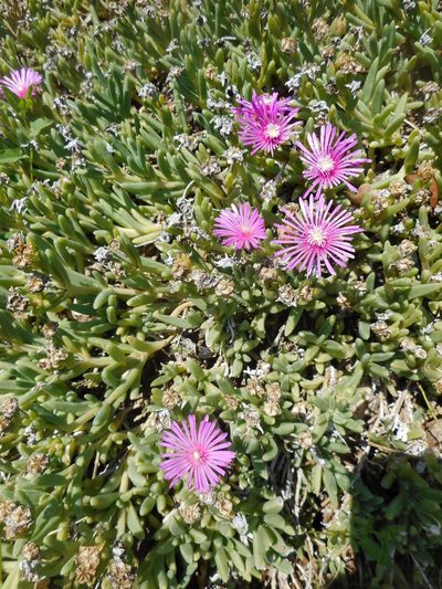 Delosperma cooperi, photographed by Michael Andresek