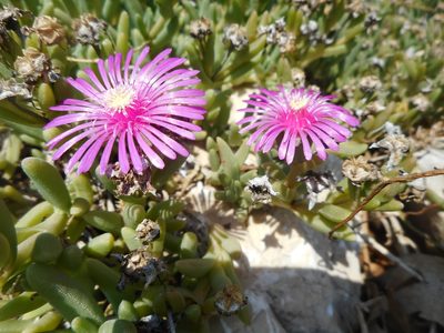 Delosperma cooperi, photographed by Michael Andresek
