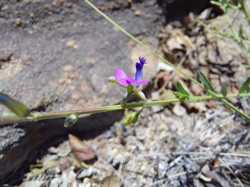 Polygala producta, photographed by Manuel R Popp