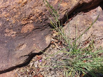 Polygala producta, photographed by Manuel R Popp