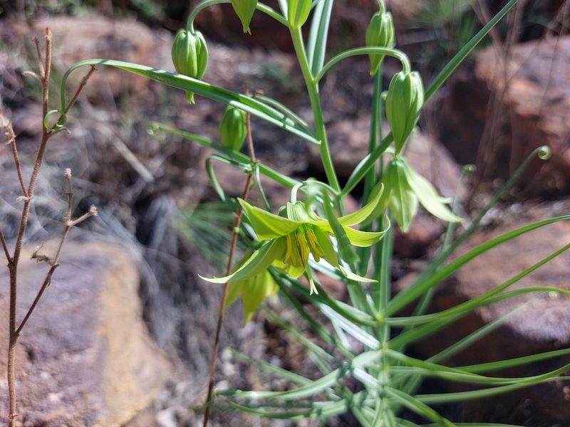 Gloriosa rigidifolia, photographed by Manuel R Popp