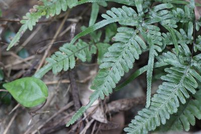 Pteris dispar, photographed by Agnes Trekker