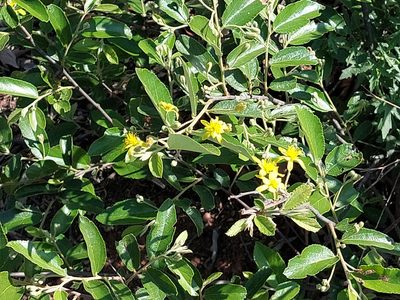 Grewia rogersii, photographed by Manuel R Popp