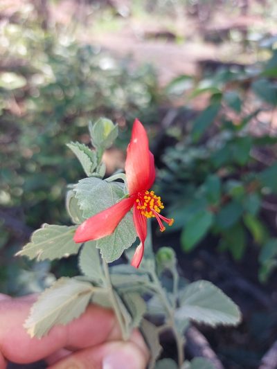 Hibiscus waterbergensis, photographed by Manuel R Popp