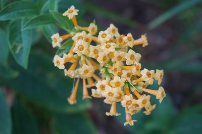 Cestrum aurantiacum, photographed by Center for Urban Ecology