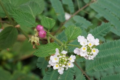 Lantana velutina, photographed by Center for Urban Ecology