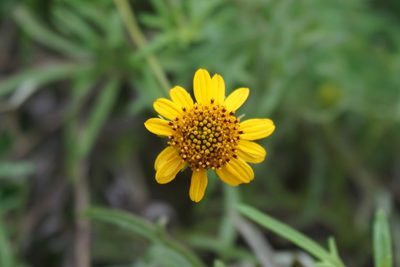 Sidneya tenuifolia, photographed by Center for Urban Ecology