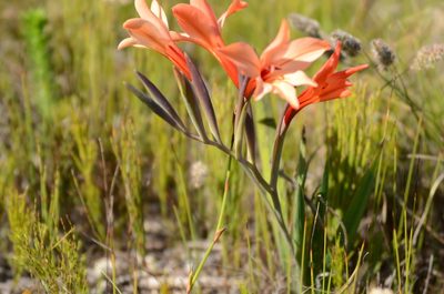 Gladiolus miniatus, photographed by Charleen Brunke