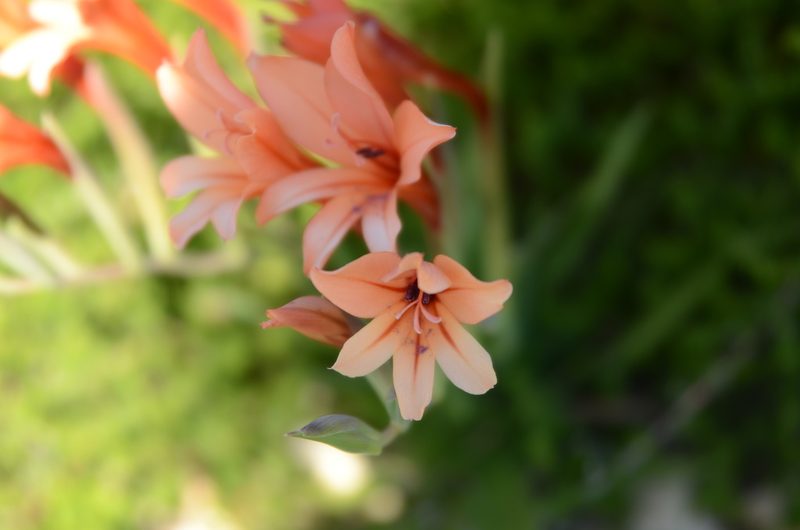 Gladiolus miniatus, photographed by Charleen Brunke